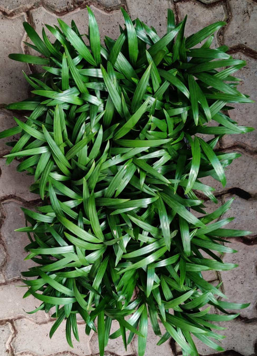 Areca Palm Seedling 50 Cavity Tray