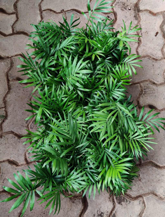 Bamboo Palm Seedling 50 Cavity Tray
