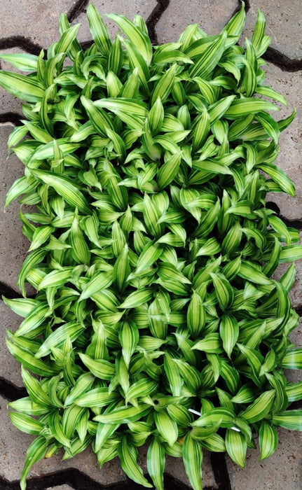 Dracaena Dara Singh Green Seedling 105 Cavity Tray