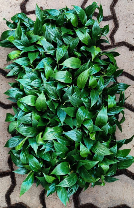 Spathiphyllum Seedling 128 Cavity Tray