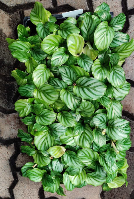 Calathea Orbifolia Seedling 72 Cavity Tray