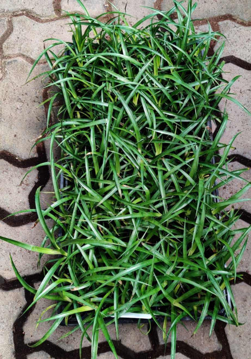 Dracaena draco Seedling 105 Cavity Tray