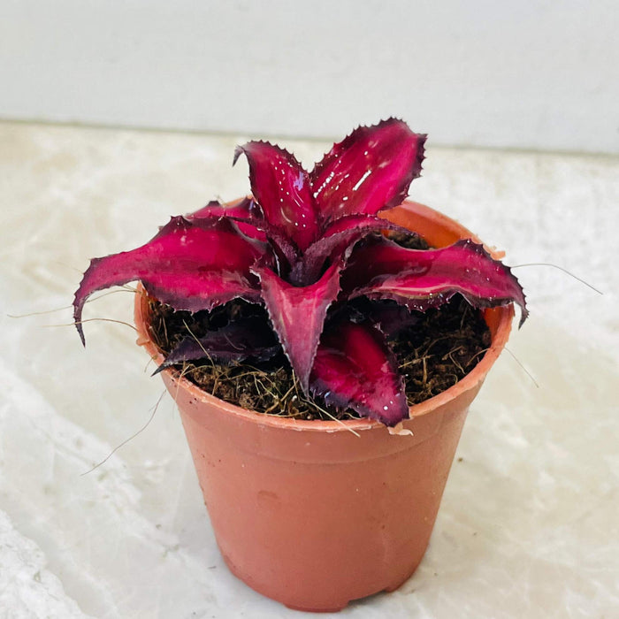 Cryptanthus Bivittatus Ruby Small Plant 5.5 cm Pot