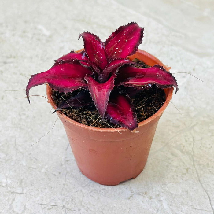 Cryptanthus Bivittatus Ruby Small Plant 5.5 cm Pot