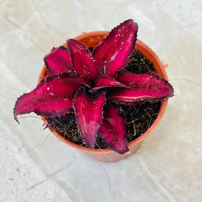 Cryptanthus Bivittatus Ruby Small Plant 5.5 cm Pot