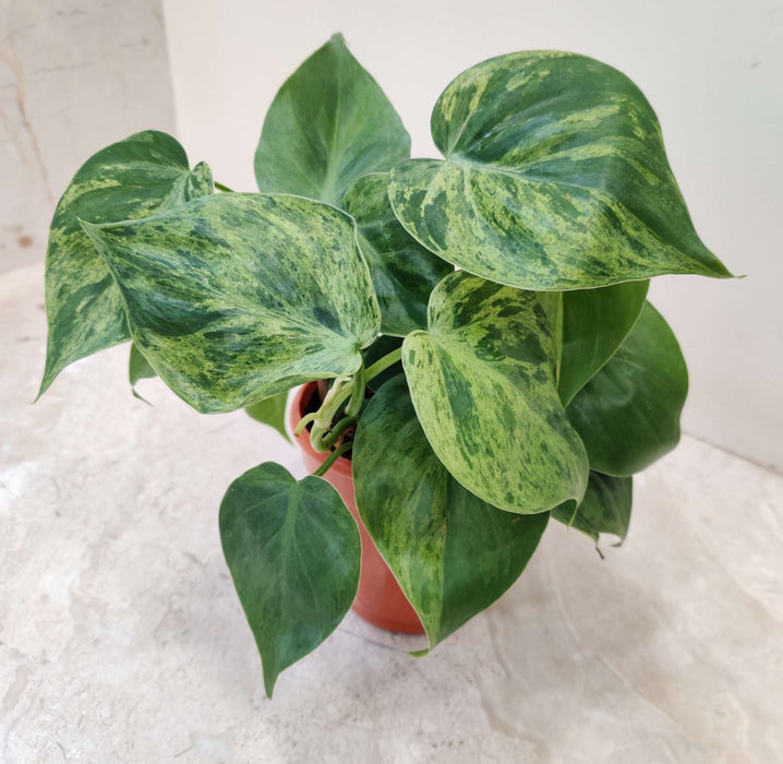 Marble Oxy Cardium 10 cm pot