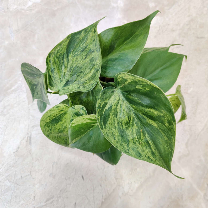 Marble Oxy Cardium 10 cm pot