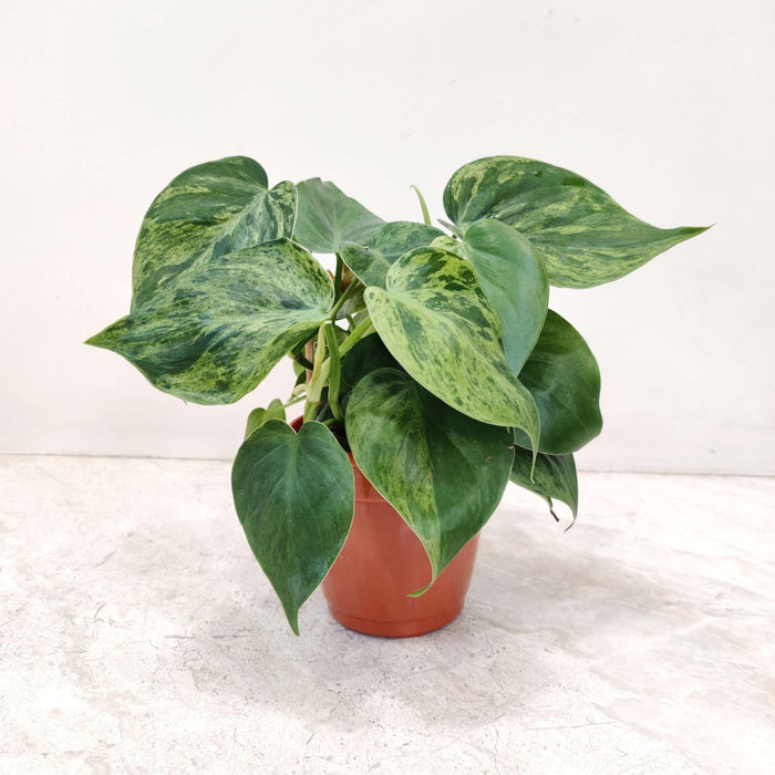 Marble Oxy Cardium 10 cm pot