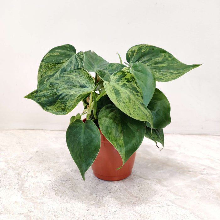 Marble Oxy Cardium 10 cm pot