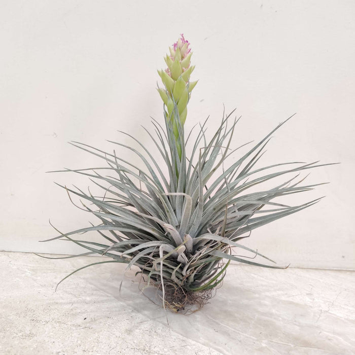 Tillandsia Houston