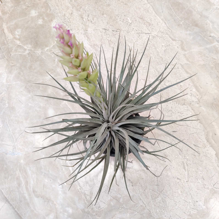 Tillandsia Houston