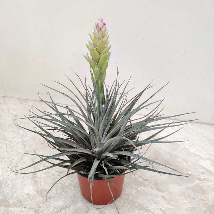Tillandsia Houston