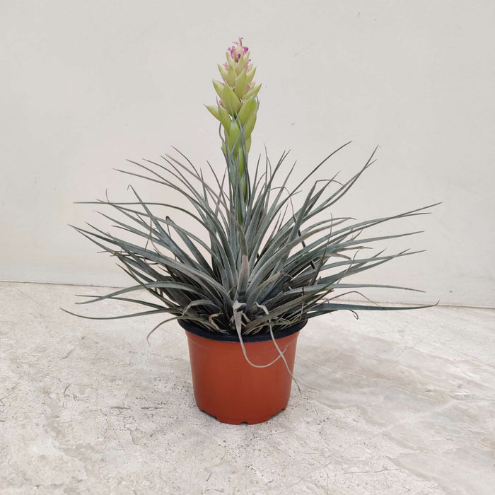Tillandsia Houston