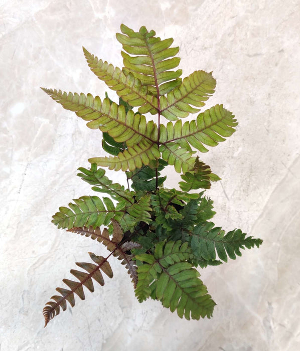 Tricolour Fern 12 cm pot