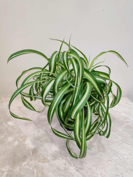 Chlorophytum comosum “Bonnie” 15 cm pot