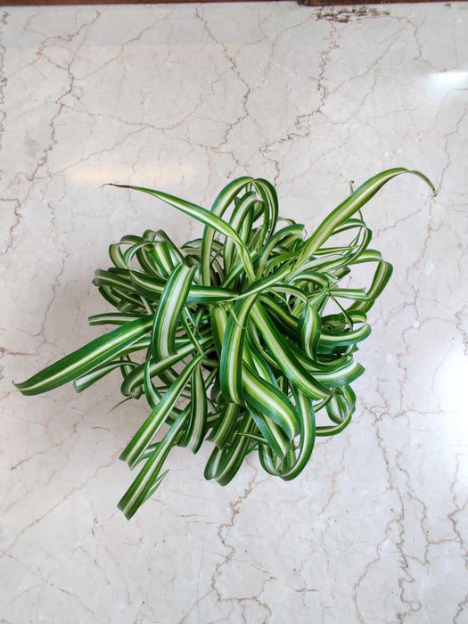 Chlorophytum comosum “Bonnie” 15 cm pot