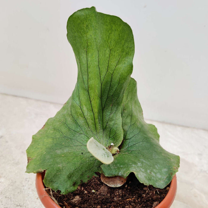 Platycrium Wandae 10 cm pot