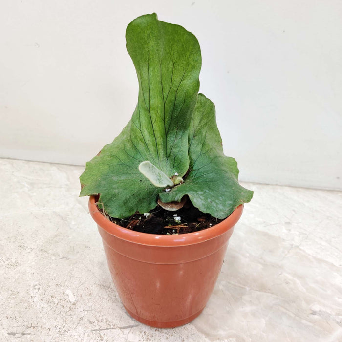 Platycrium Wandae 10 cm pot