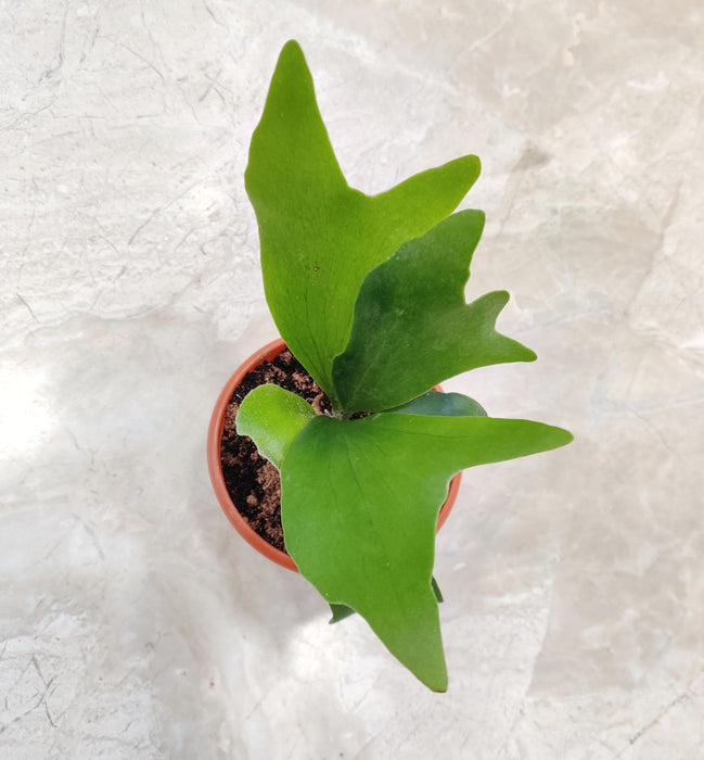 Platycrium Bifurcatum 10 cm pot