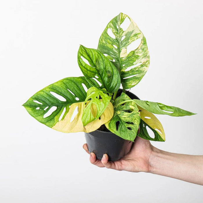 Monstera Variegated Adansonii Live Indoor Plant | 8.5cm Pot