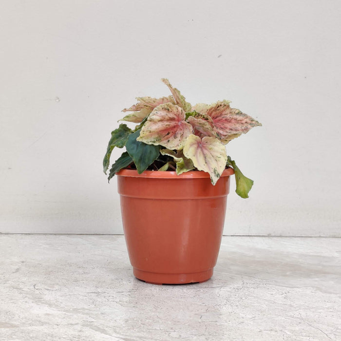 Peperomia Buenos Alres