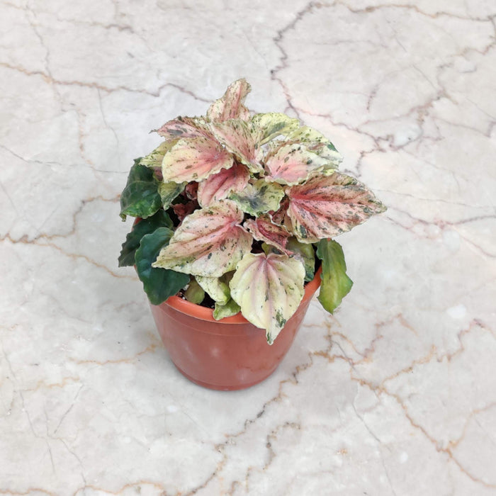 Peperomia Buenos Alres