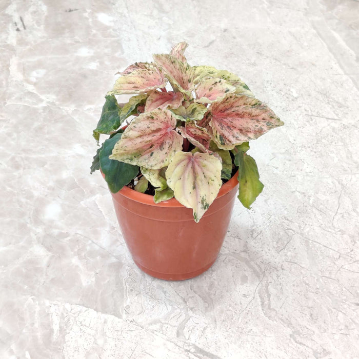 Peperomia Buenos Alres