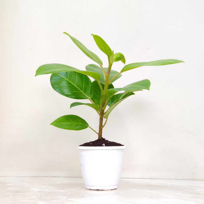 Ficus Rubber Tree Lemon 12 cm pot