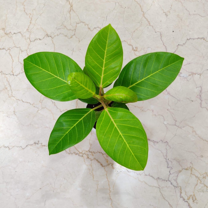 Ficus Rubber Tree Lemon 12 cm pot