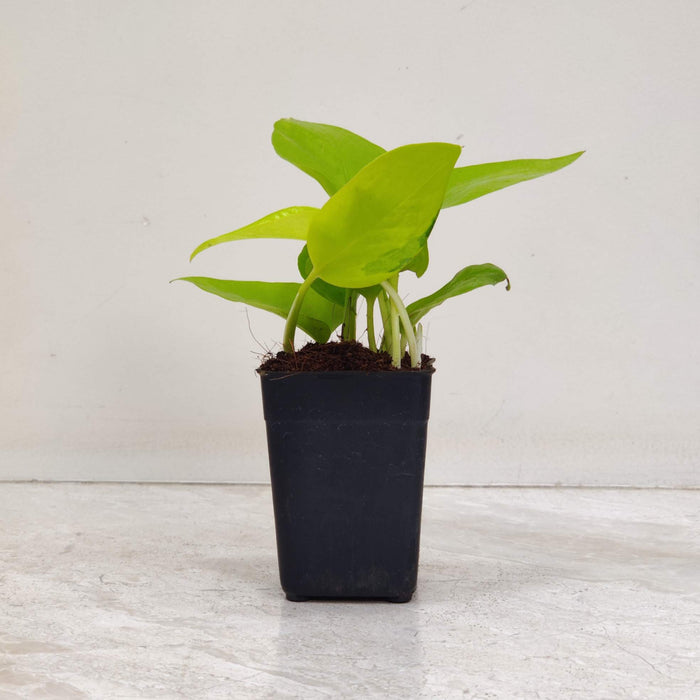 Golden Money Plant 8.5 cm pot