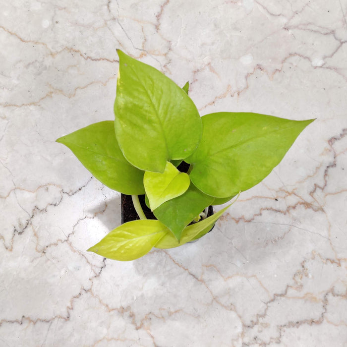 Golden Money Plant 8.5 cm pot