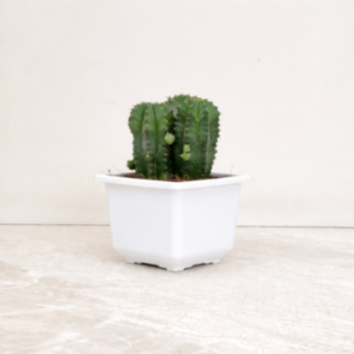 Euphorbia Anopolia Cactus 12 cm pot