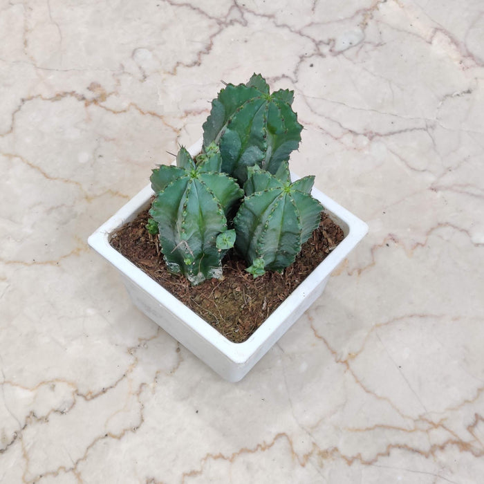 Euphorbia Anopolia Cactus 12 cm pot