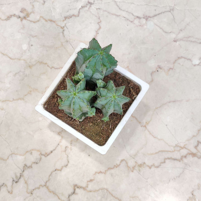 Euphorbia Anopolia Cactus 12 cm pot