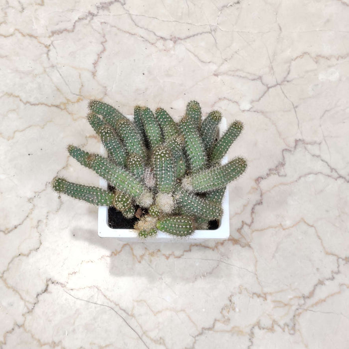 Chaemolobivia Canary (Peanut Cactus) 12 cm pot