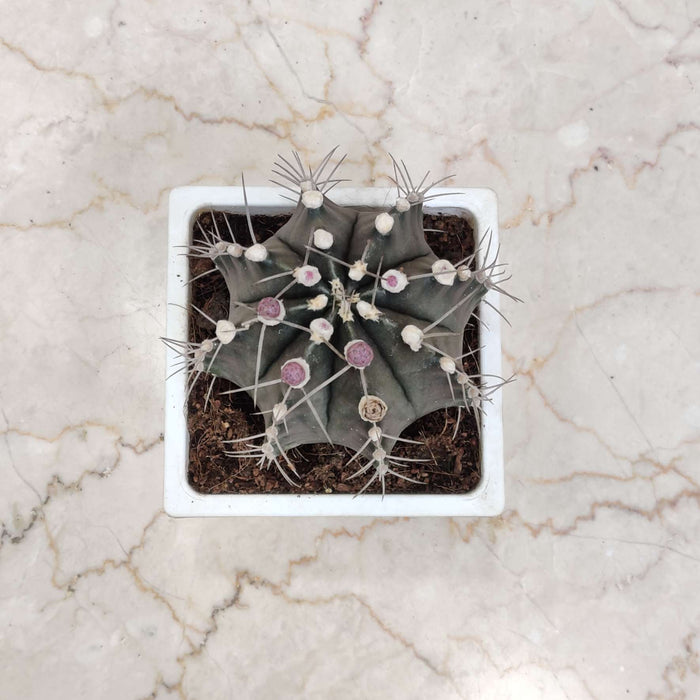 Gymnocalycium mihanovichii cactus 12 cm pot