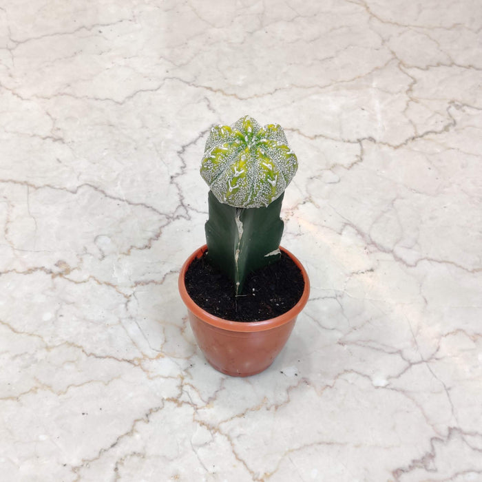 Gymnocalycium Green catus 8.5 cm pot