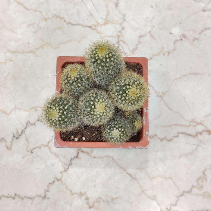Mammillaria cactus 12 cm pot