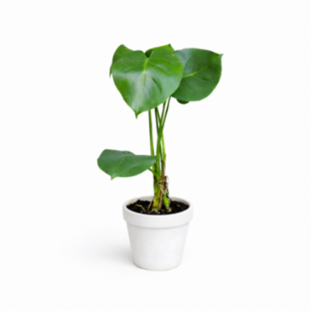 Monstera Plant Live Indoor Tropical House Plant 14.5cm Pot