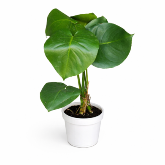 Monstera Plant Live Indoor Tropical House Plant 14.5cm Pot