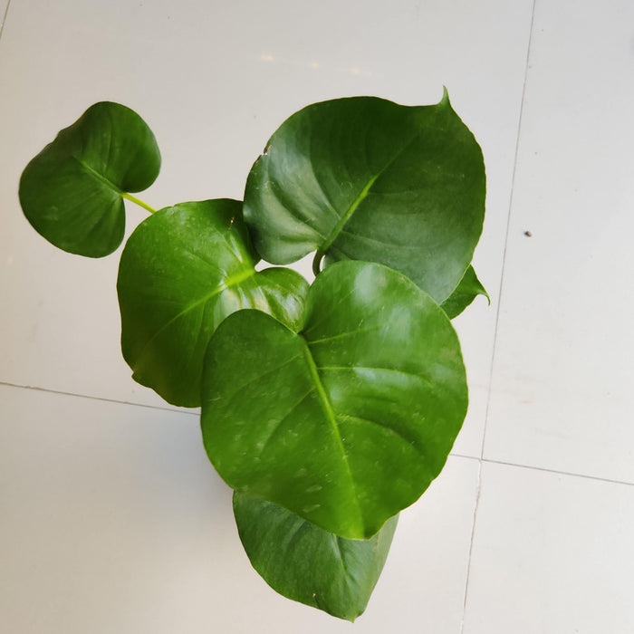 Monstera Plant Live Indoor Tropical House Plant 14.5cm Pot