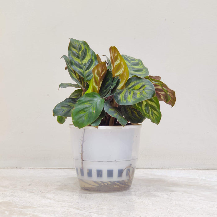 Calathea  Makoyana  Watering Plant  12 cm pot
