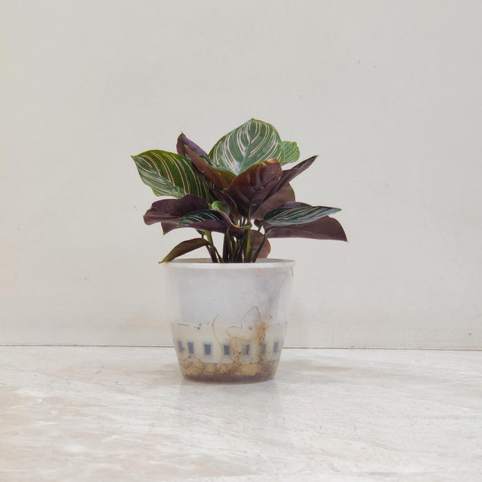 Calathea Watering Plant 12 cm pot