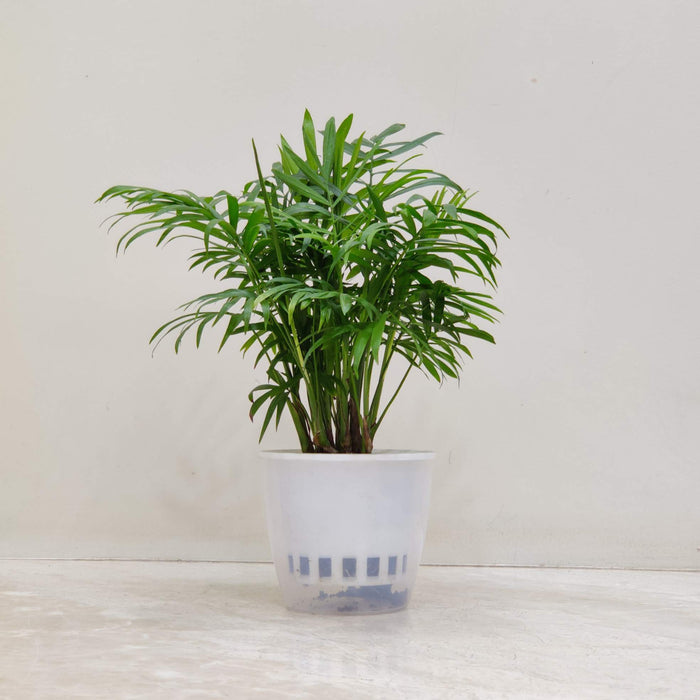 Bamboo Polm  Watering Plant 12 cm pot