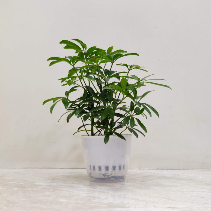 Radermachera Green Mlni Watering Plant 12 cm pot