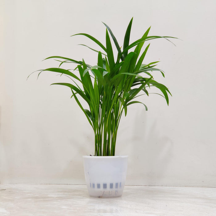 Areca palm Watering Plant 12 cm pot