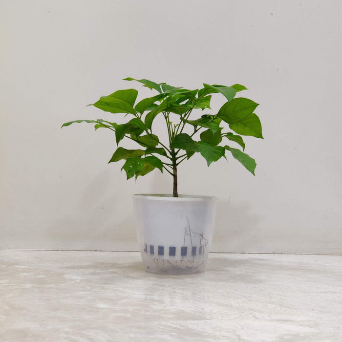 Radermachera Watering Plant 12 cm pot