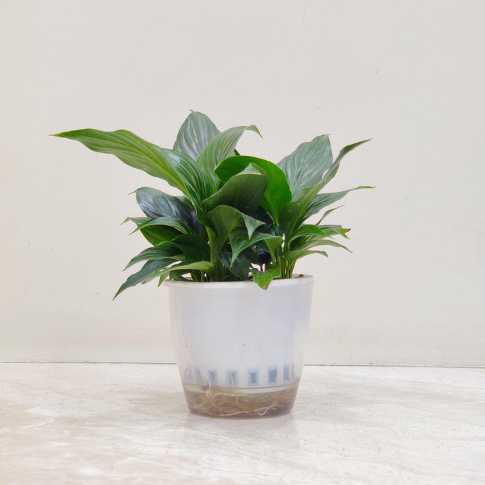 Spathiphyllum Watering Plant 12 cm pot