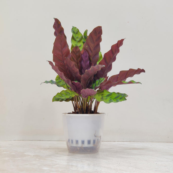 Calathea insignis Watering Plant 12 cm pot