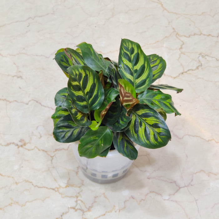 Calathea  Makoyana  Watering Plant  12 cm pot